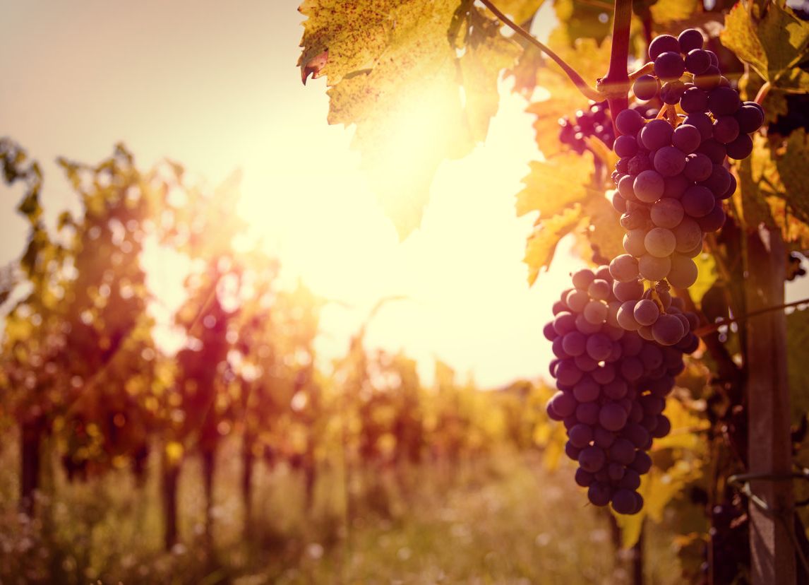 palio-recioto-amarone