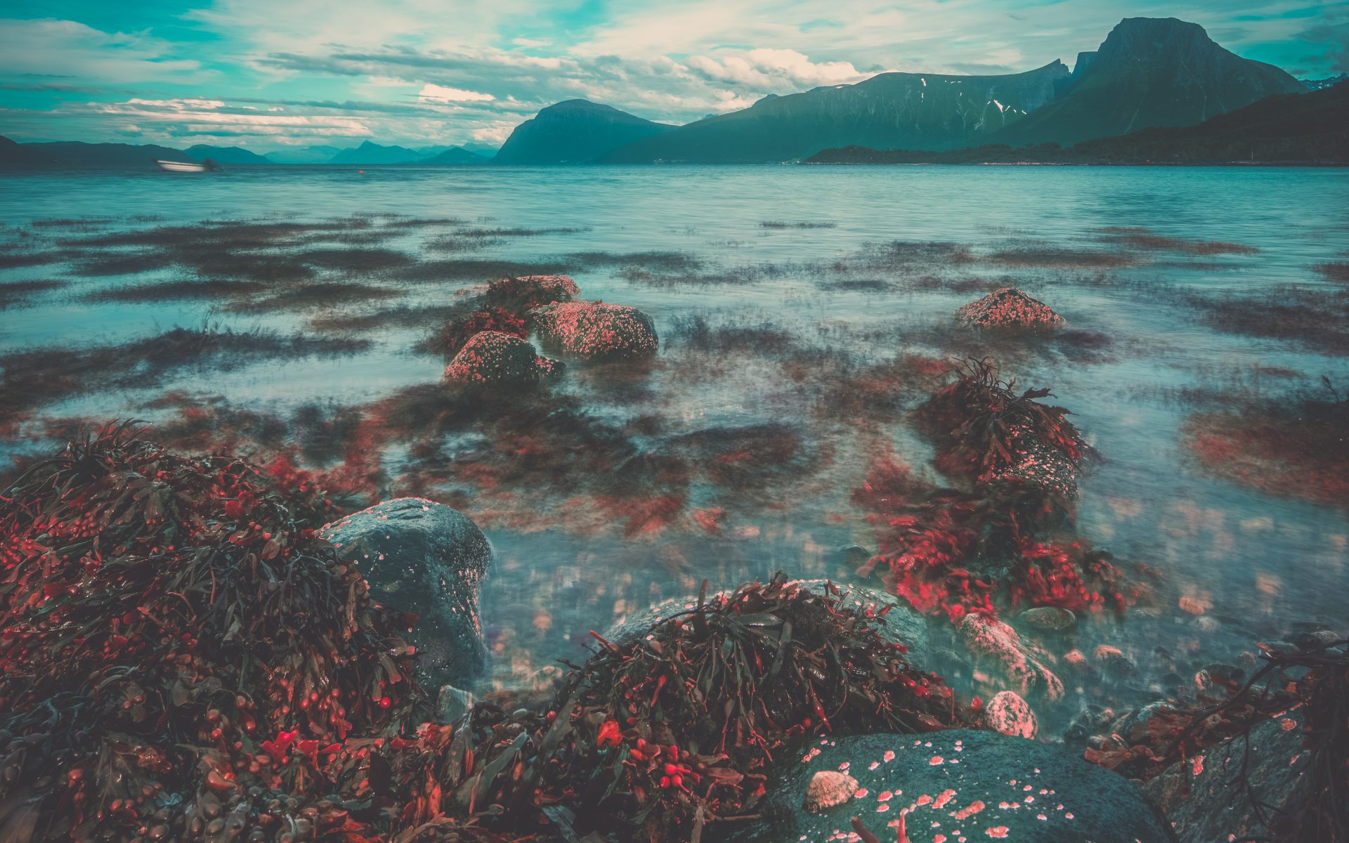 Un veronese “verace” che bada al sodo, e a seguire con costanza e passione il suo lavoro e le sue creature, le alghe. Questo, in poche parole, il ritratto di Matteo Castioni, socio e responsabile scientifico di Alghitaly, azienda leader nella coltivazione di alga spirulina, che ha la sua sede a Sommacampagna (VR) e gli stabilimenti ad Arzignano (VI).