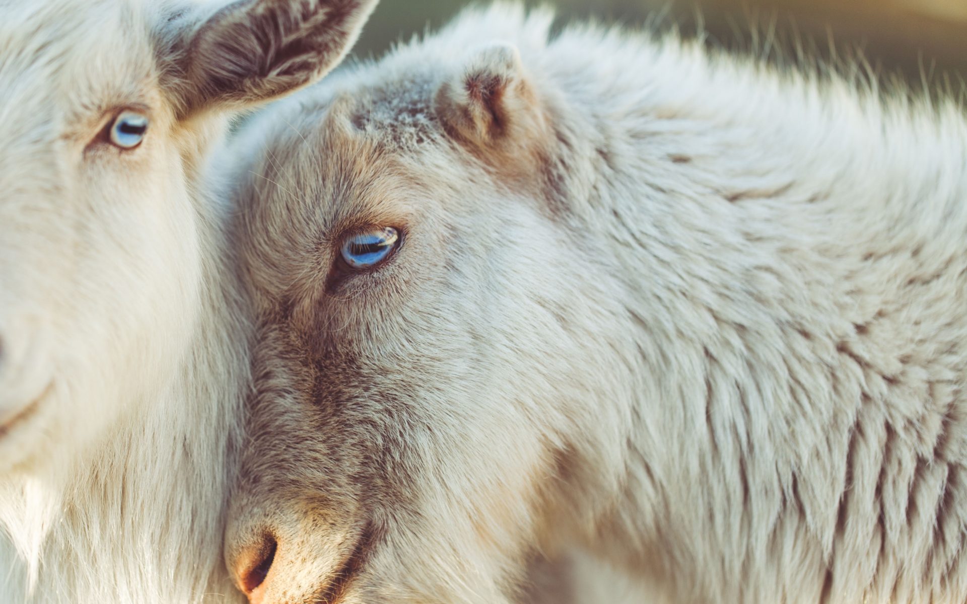 mini allevamento di capre