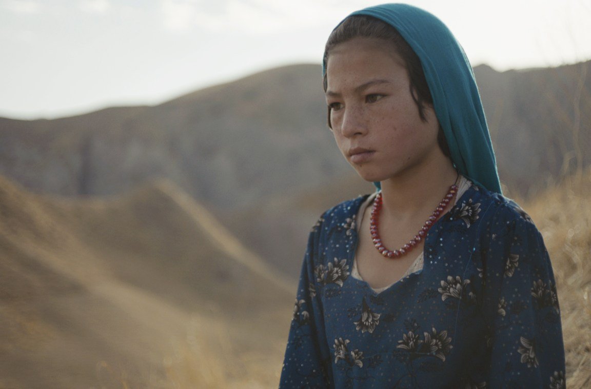 wolf and sheep still