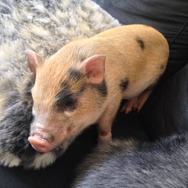 Maialino nano vietnamita