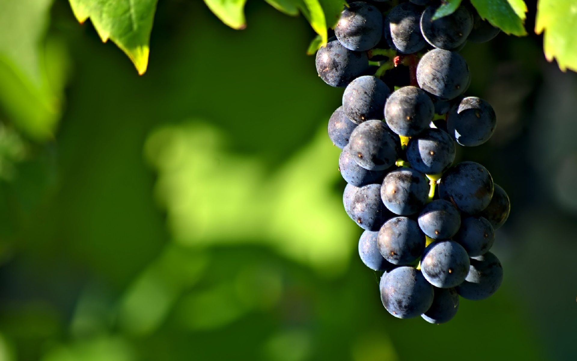 Vino, Uva, Vitigno, Vite, Settore vitivinicolo