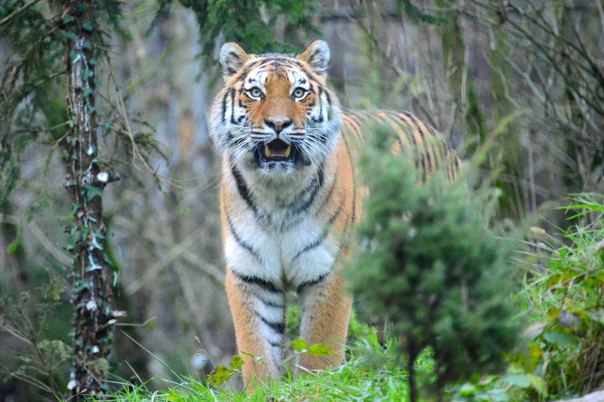 Tigre al Parco Natura Viva