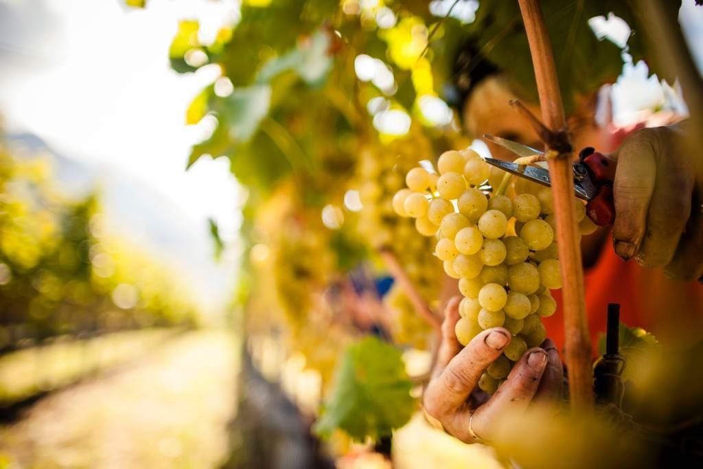 vendemmia made in italy export