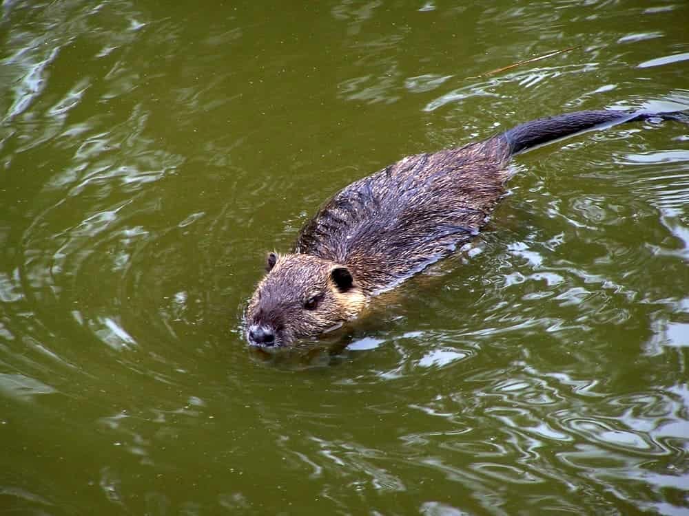 nutria nutrie