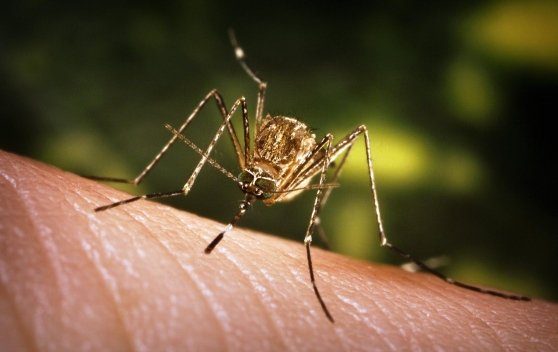 west nile bollettino veneto