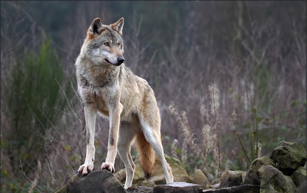 lupi in lessinia lupo