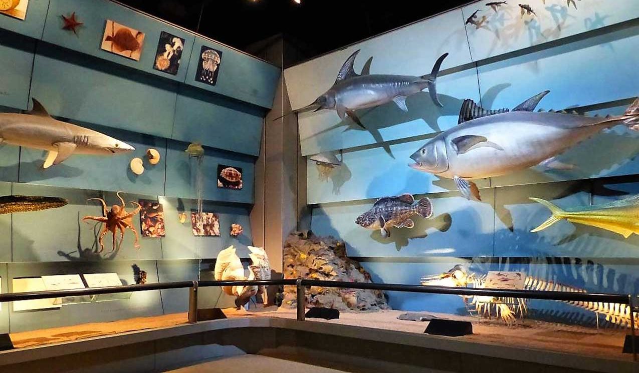 Un particolare del Museo di Storia Naturale