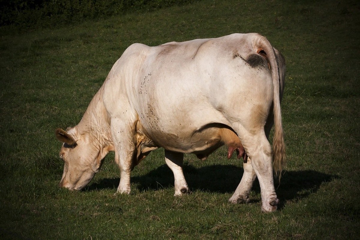 carni bovine