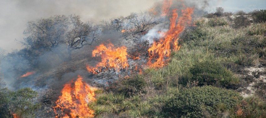 incendi boschivi