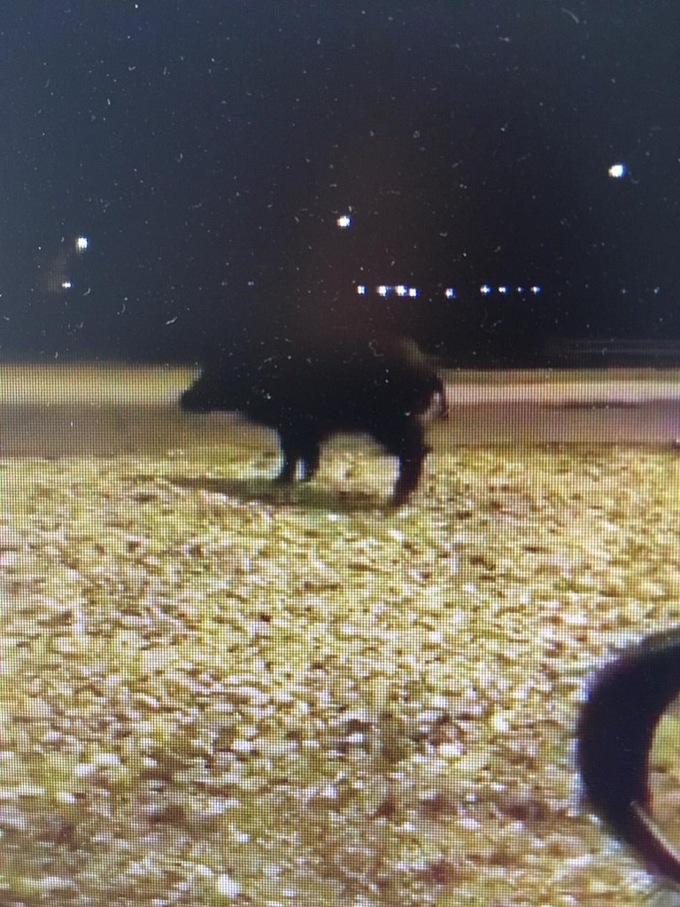 Avvistato cinghiale a Poiano