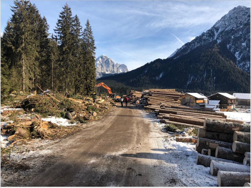 Boschi abbattuti in Veneto