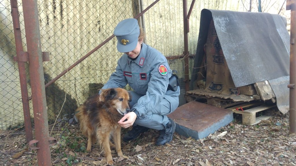Sequestro cane Carabinieri Forestali a Coda di Alcenago