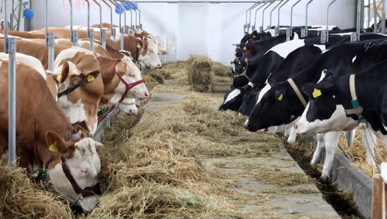 allevamento mucche latte