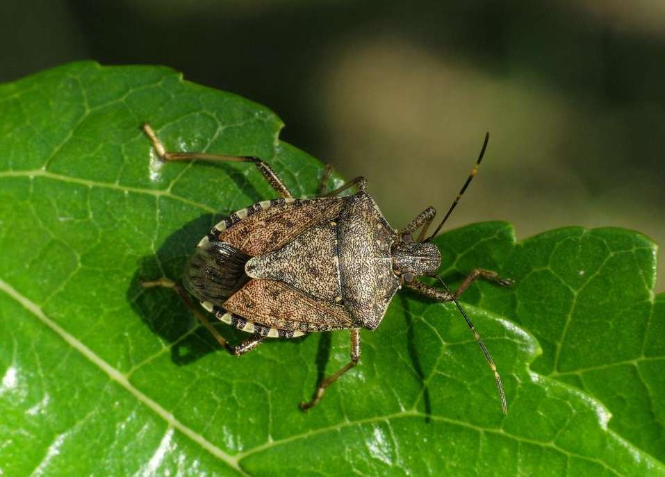 cimice asiatica frutteti