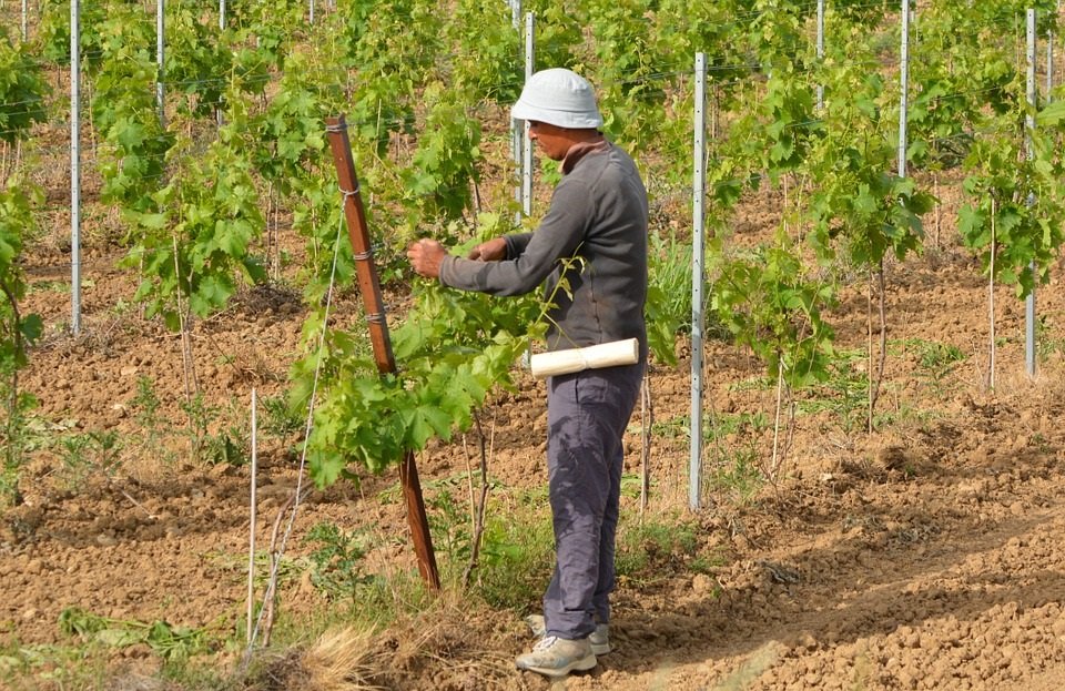 lavoro stagionale campi agricoltura visite mediche gratuite
