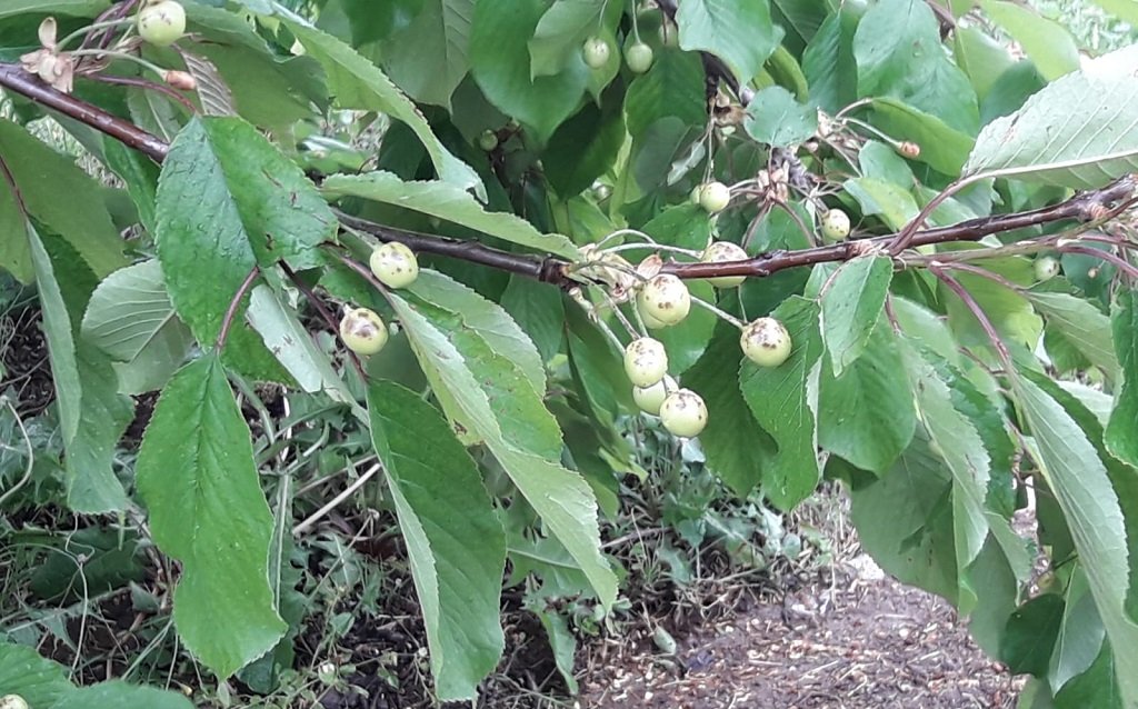 danni ai frutteti codive grandine frutta