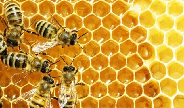 coldiretti e cia agricoltori italiani