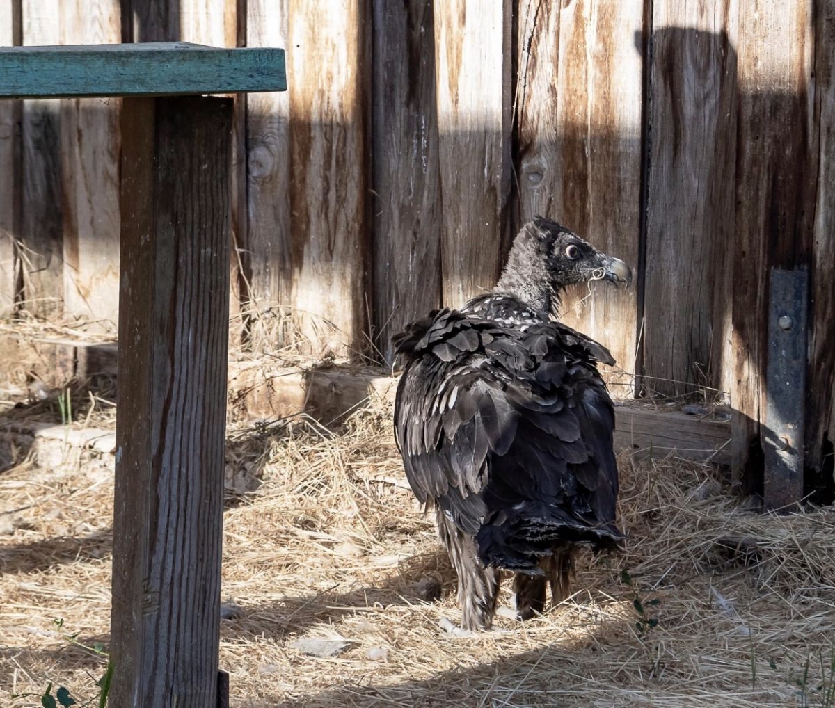Stelvio gipeto parco natura viva