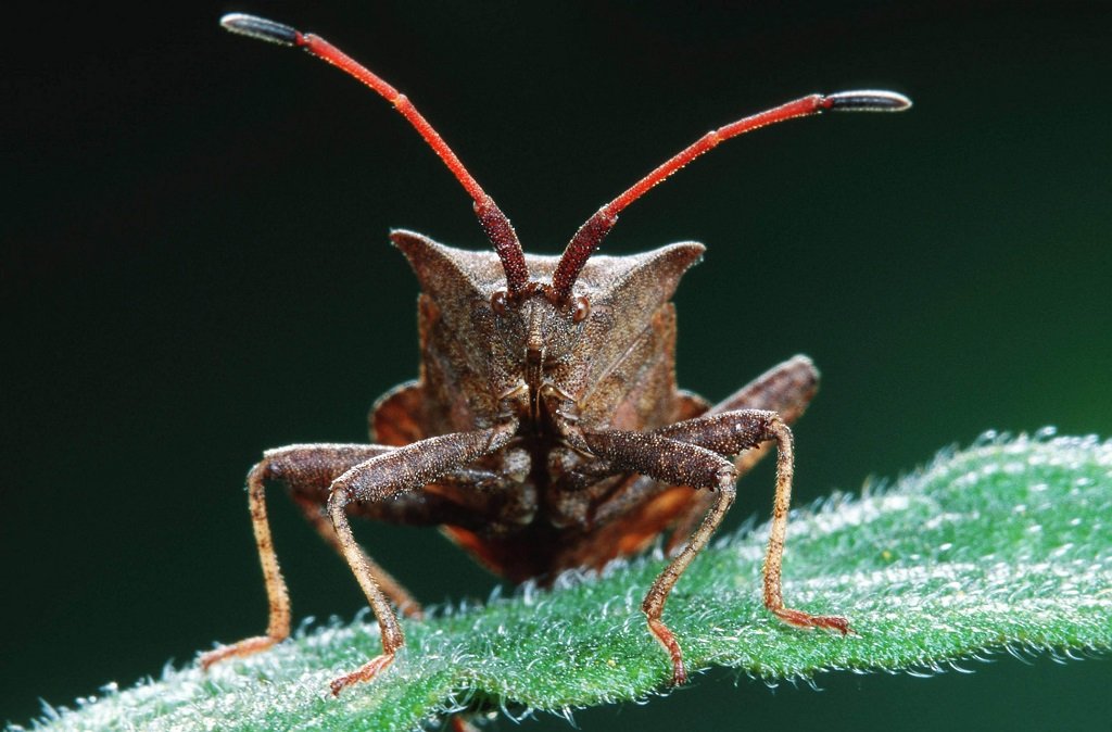 cimice asiatica vespa samurai veneto