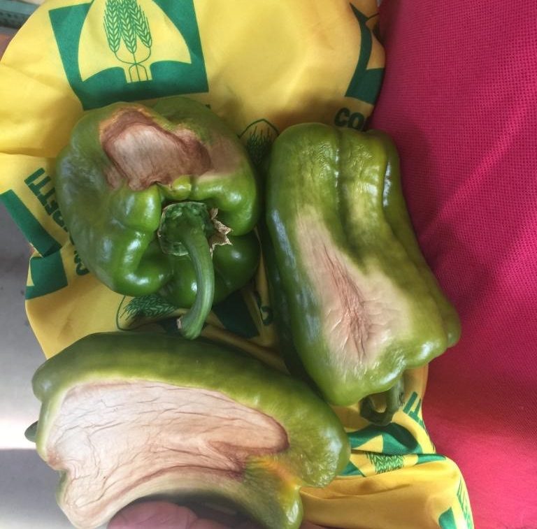 coldiretti caldo danni nelle campagne