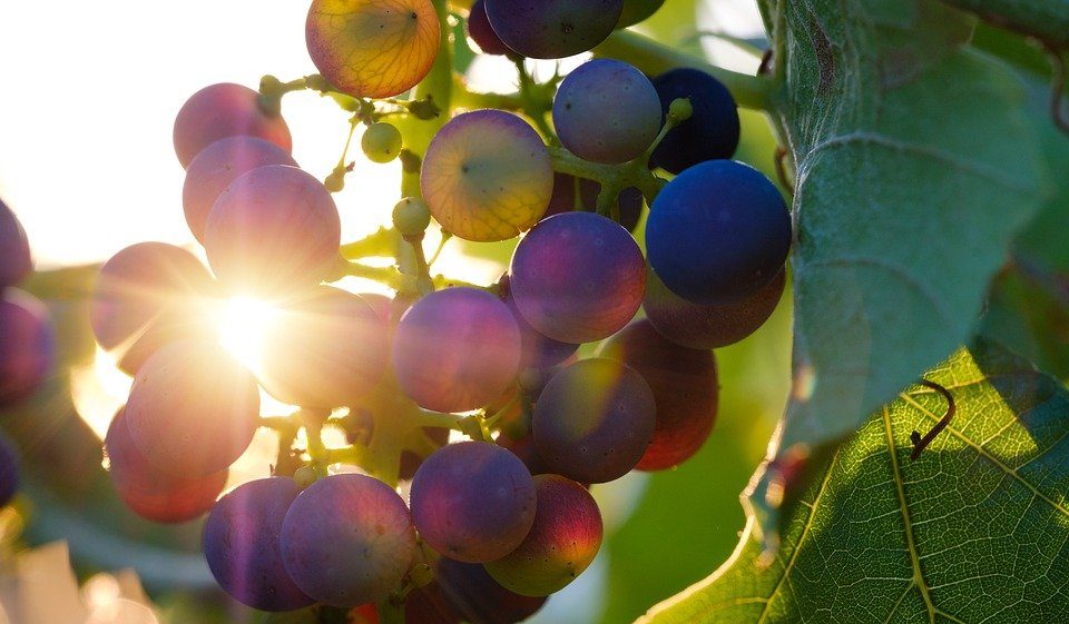 vino Veneto vigneti vigneto uva