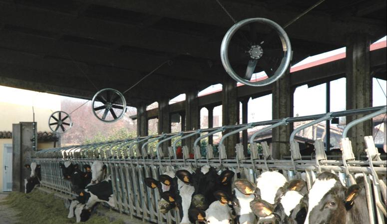 Stalla mucche stressate caldo