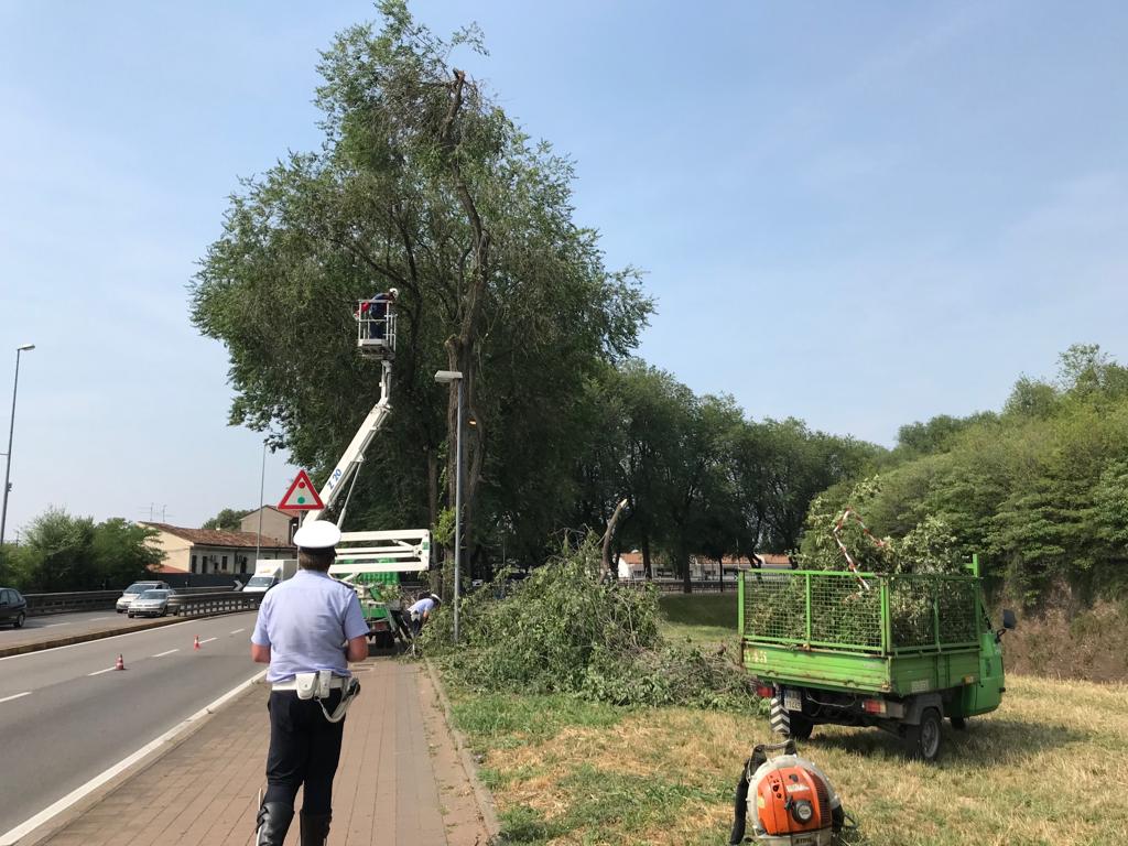 albero caduto viale Torbido