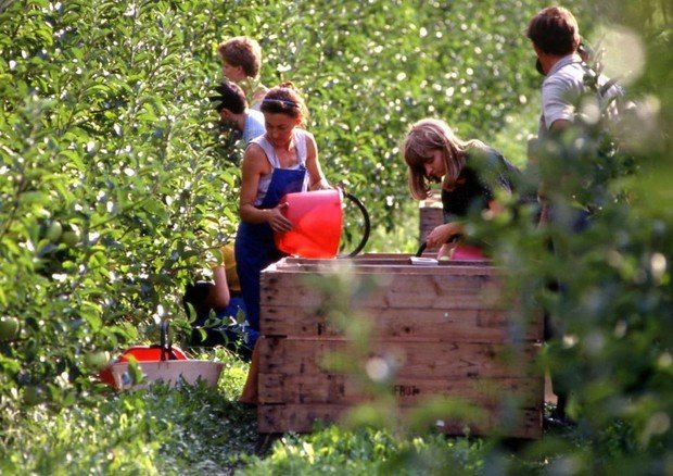 giovani agricoltura coldiretti lavoratori stagionali verona braccianti finanziamenti giovani agricoltura Verona