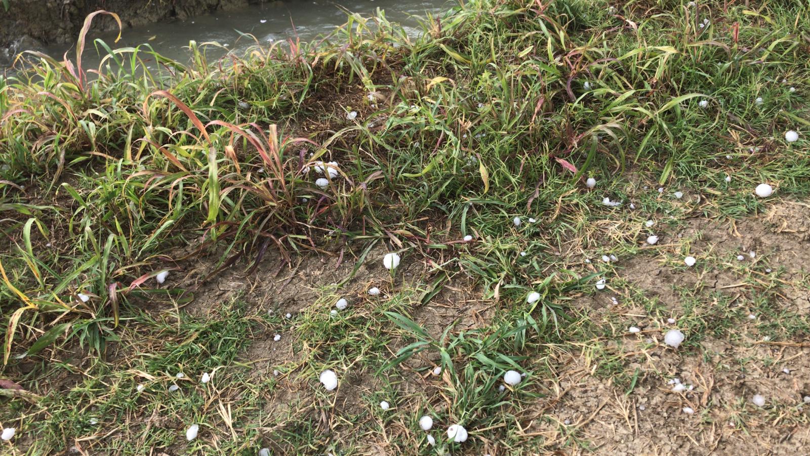 grandine nel campo basso veronese