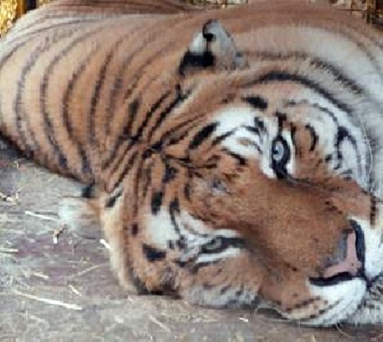 tigre domatore ucciso