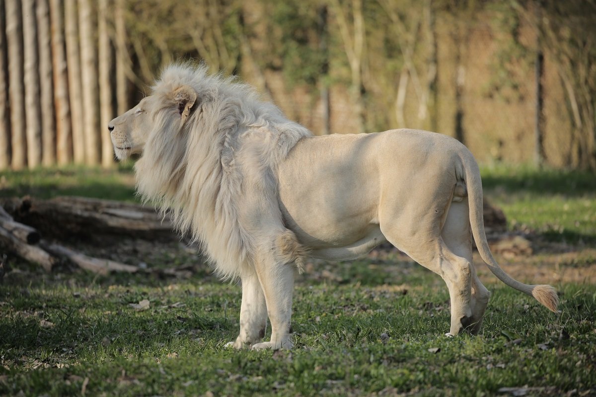 Giornata mondiale del leone