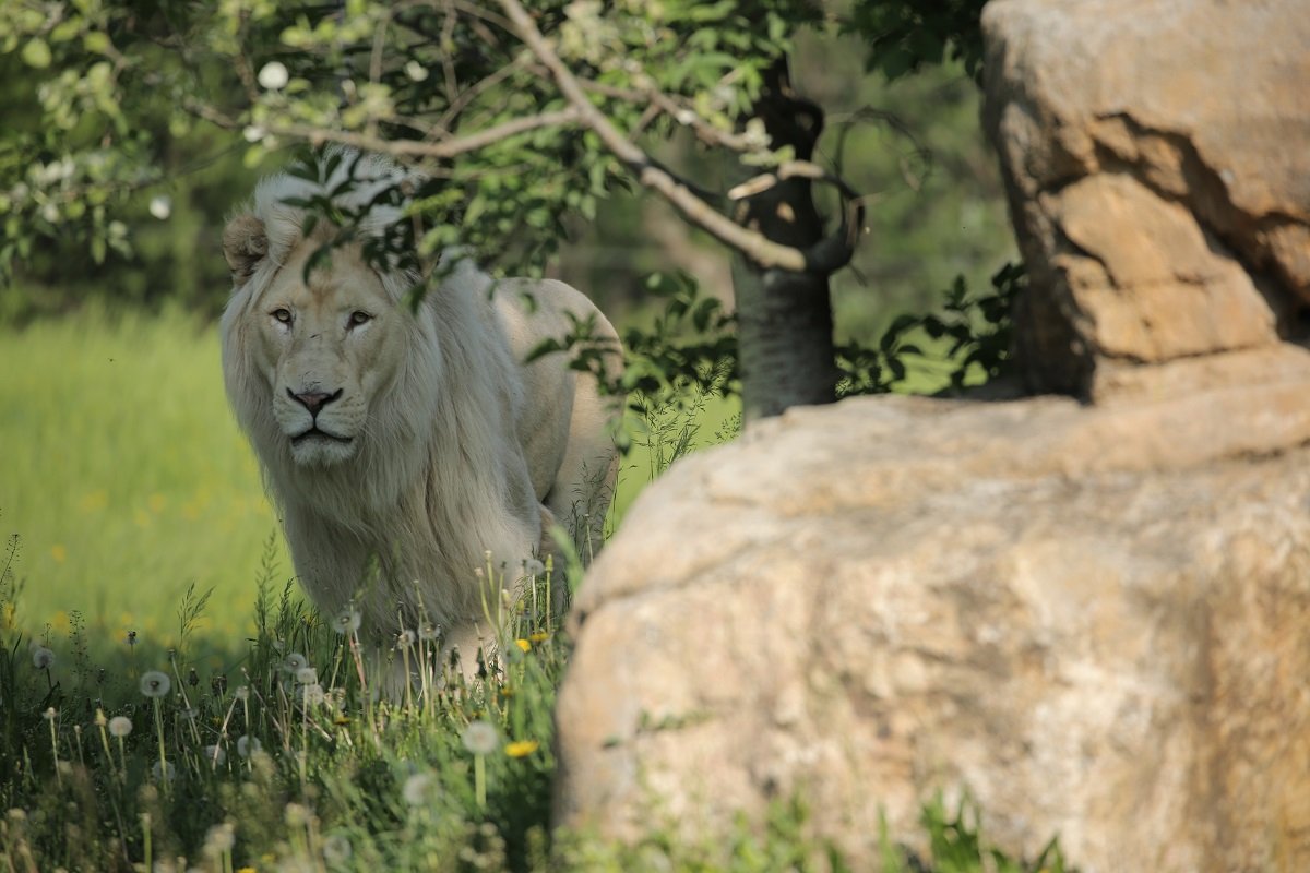 Giornata mondiale del leone