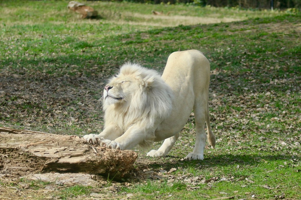Giornata mondiale del leone