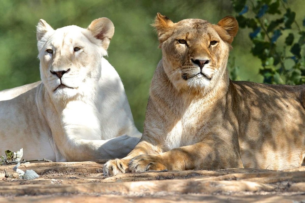 Giornata mondiale del leone