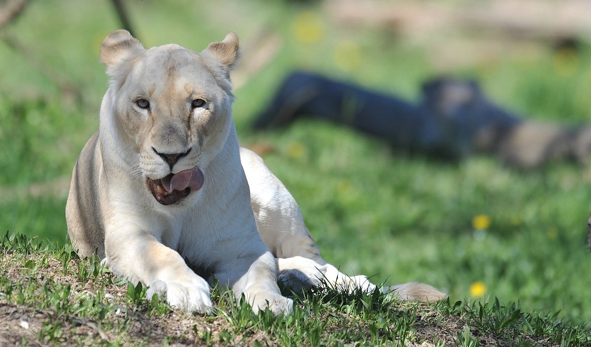 Giornata mondiale del leone