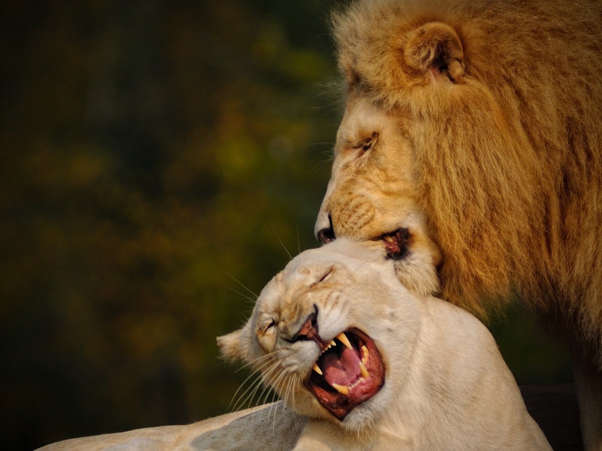 Giornata mondiale del leone