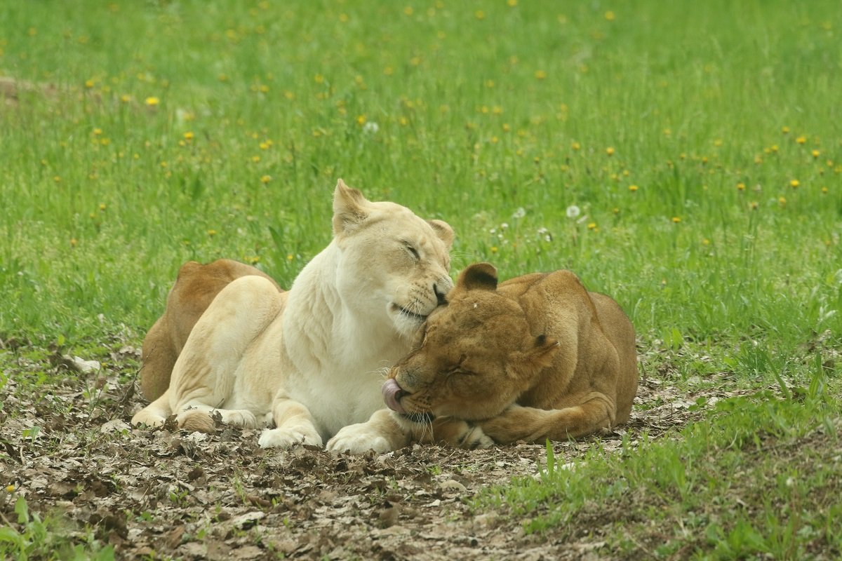 Giornata mondiale del leone
