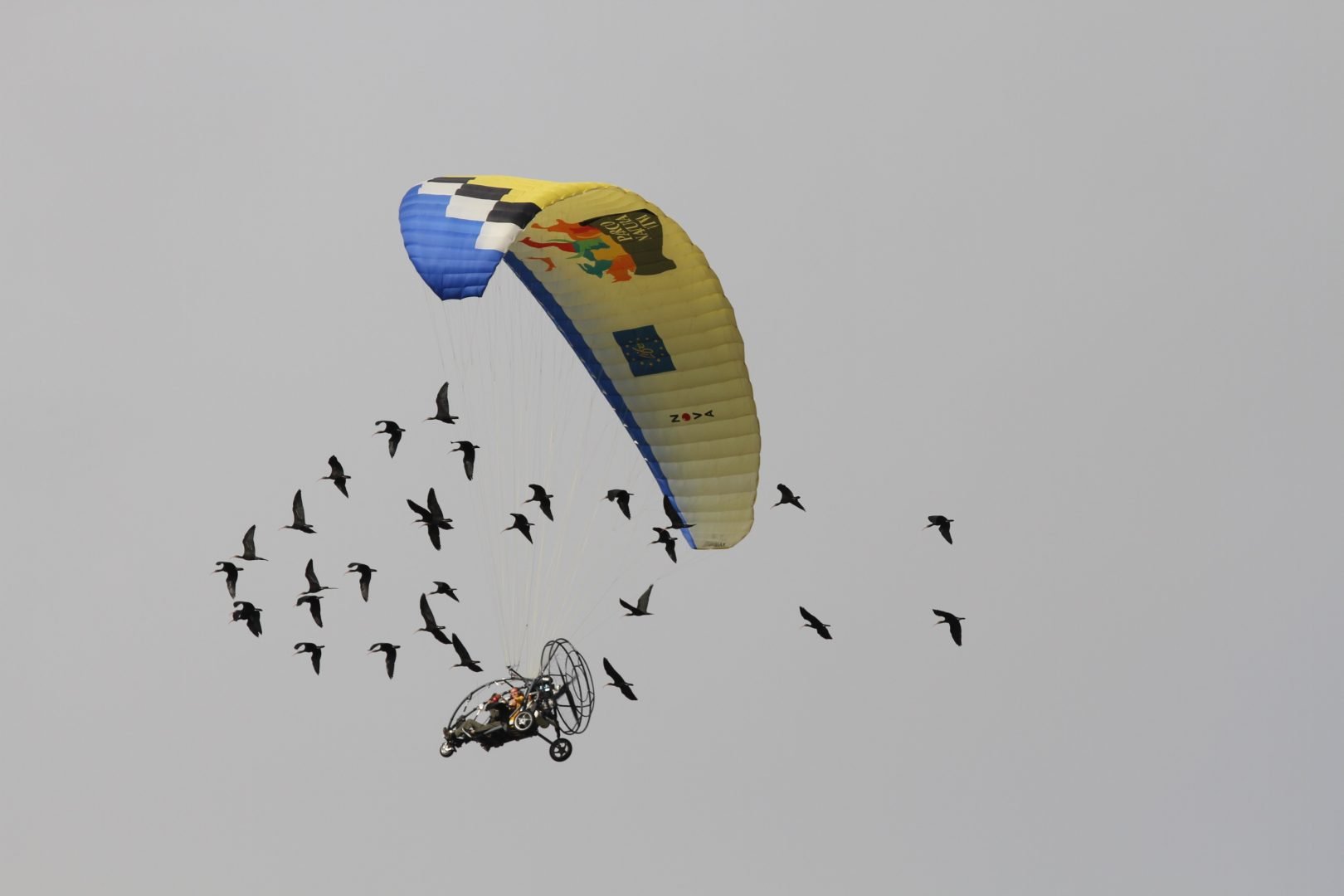 ibis eremita migrazione guidata