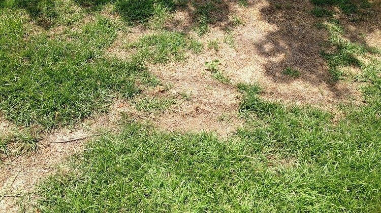 campi bruciati dal sale