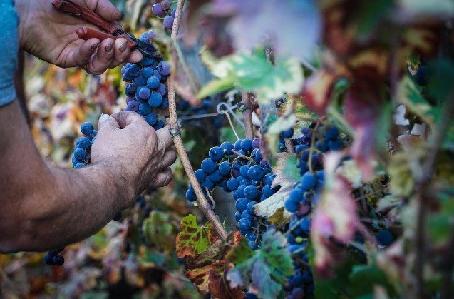 vendemmia in veneto