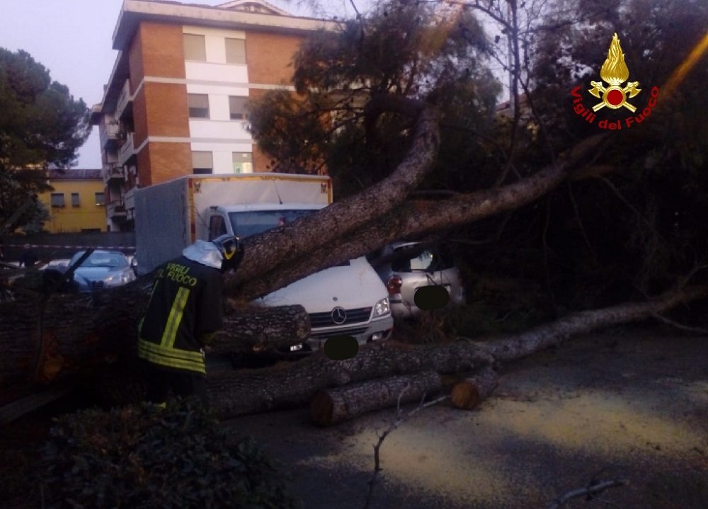 vigili del fuoco - alberi caduti Golosine