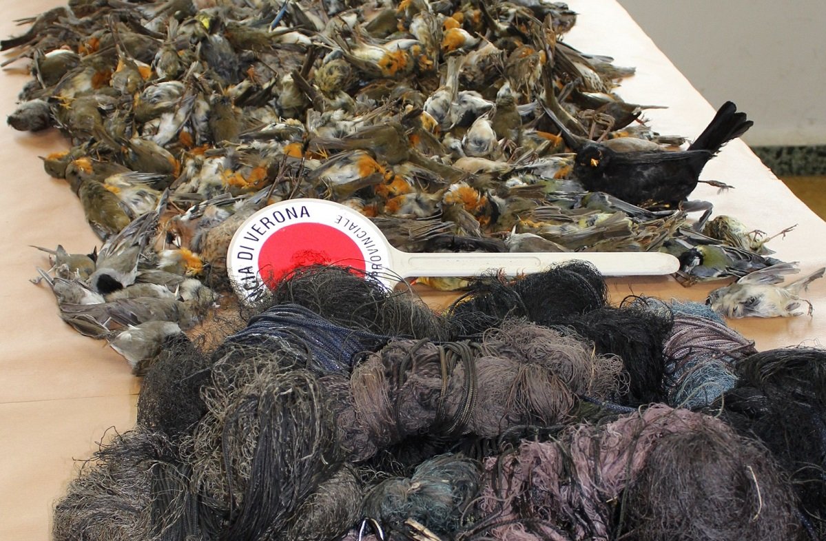 Antibracconaggio in Lessinia reti e uccelli sequestrati dalla Polizia Provinciale