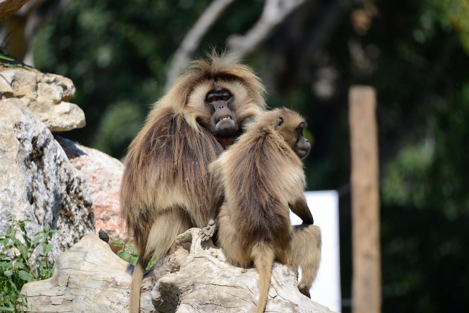 Dominick gelada parco natura viva