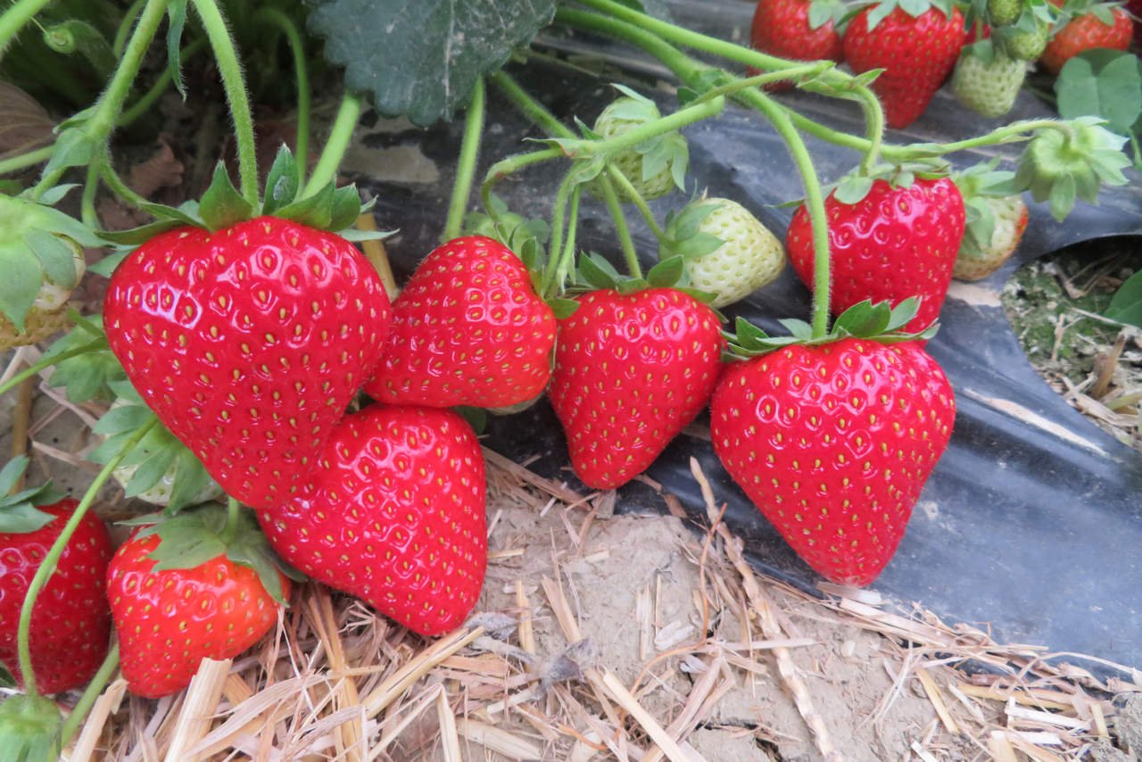 fragole tardive quarantena in romania per i lavoratori agricoli dal veneto