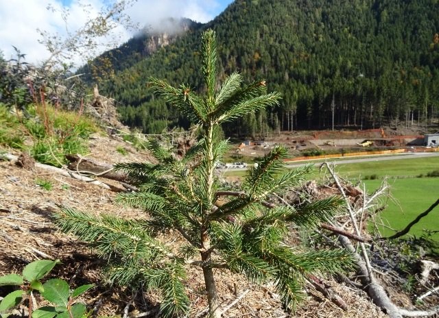 tempesta vaia alberi