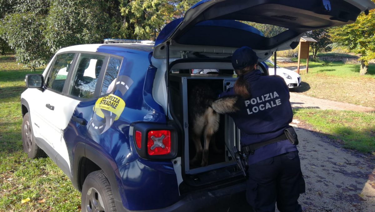 cane antidroga pico nucleo cinofili