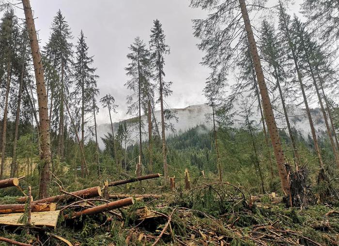 vaticano albero di natale