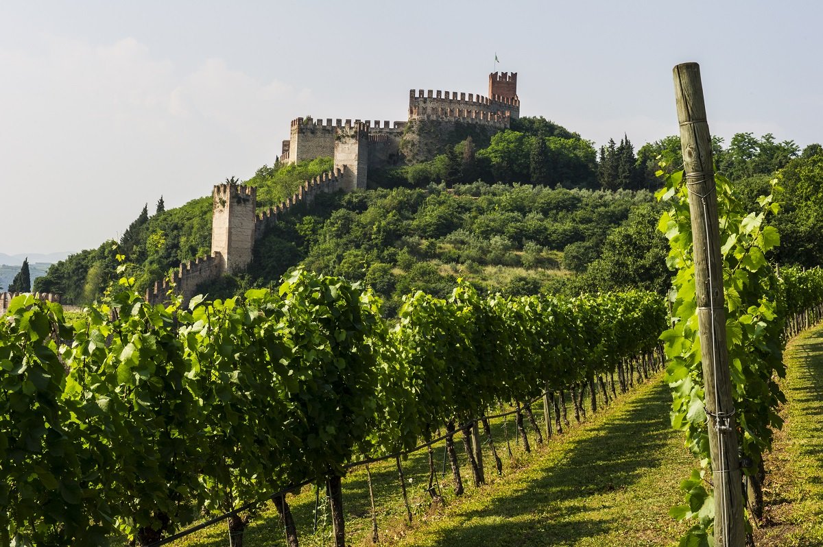 soave I vitigni della Cantina di Soave