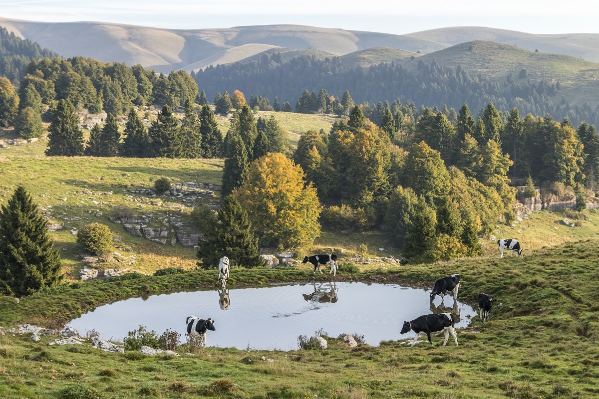 Alti pascoli della Lessinia.